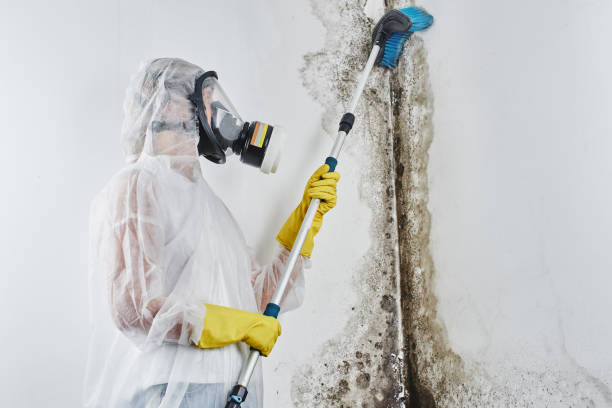 Mold Removal Services